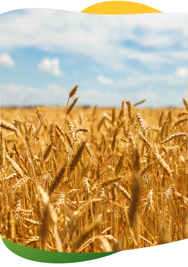 Wheat field in the bright sun